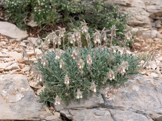 Onosma caerulescens