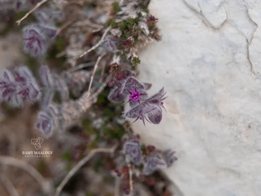 Clinopodium nummulariifolium