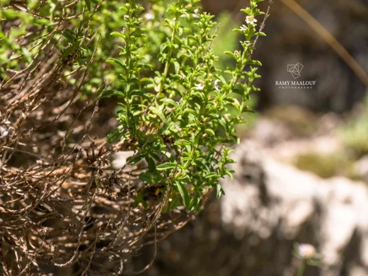 Satureja cuneifolia