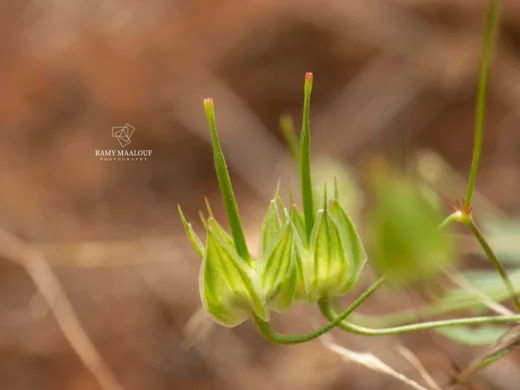 Geranium columbinum