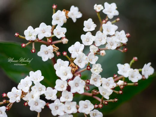 Viburnum tinus