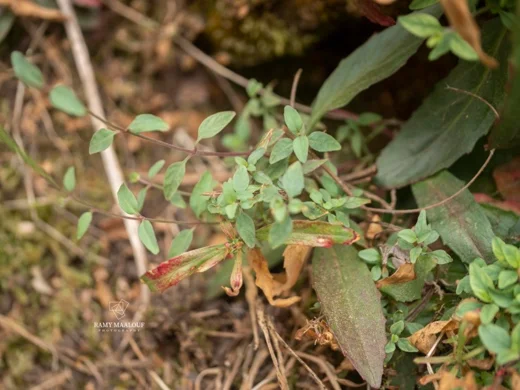 Epilobium lanceolatum