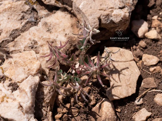 Trigonella hierosolymitana