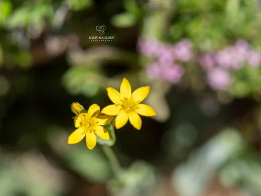 Blackstonia perfoliata