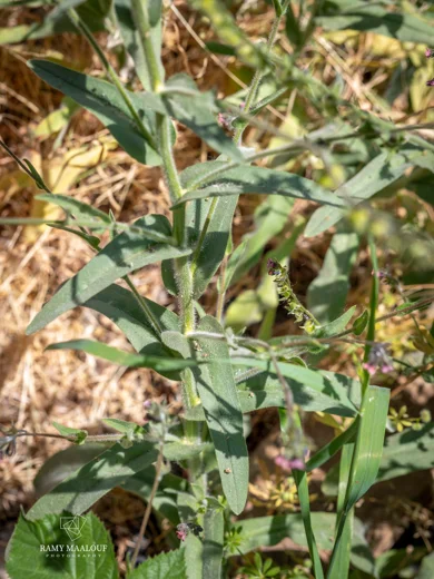 Cynoglossum cedrorum