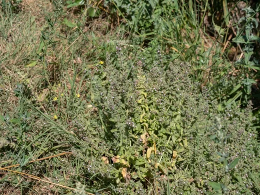 Teucrium scordium subsp. scordioides
