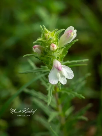 Bellardia trixago