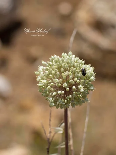 Allium leucanthum