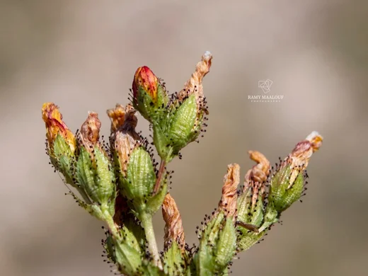 Hypericum stenobotrys