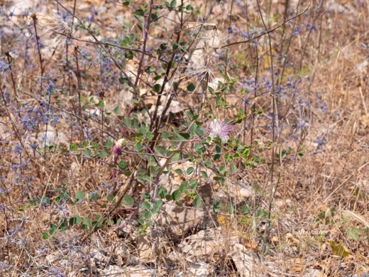 Capparis zoharyi