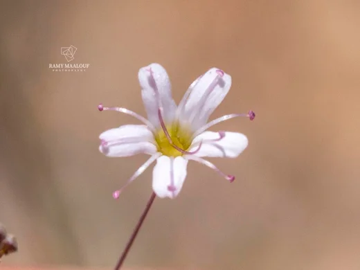 Gypsophila ruscifolia