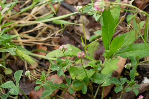 Trifolium nigrescens subsp. petrisavii
