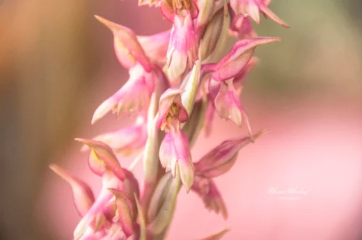 Anacamptis sancta