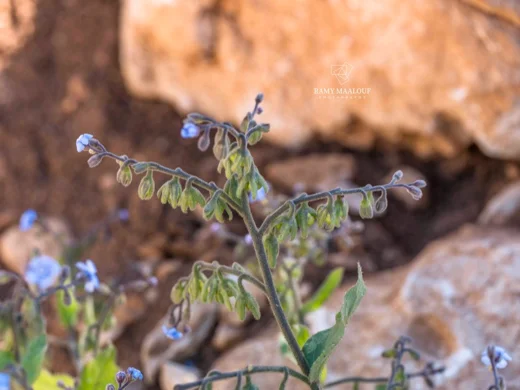 Brunnera orientalis