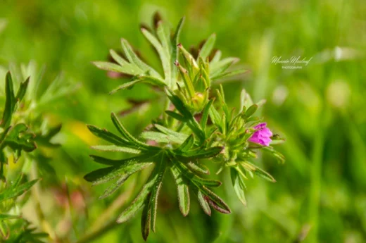 Geranium dissectum