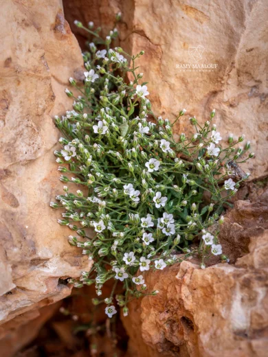 Arenaria deflexa