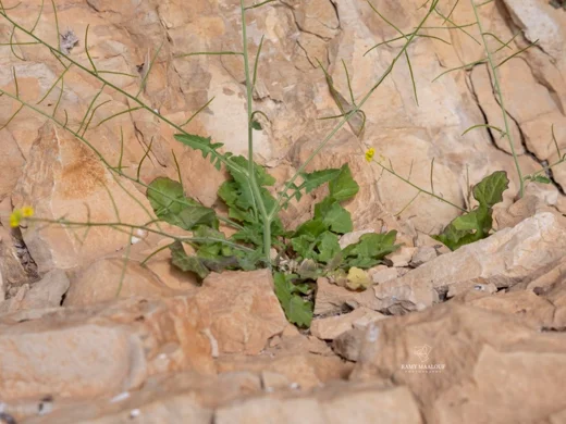Sisymbrium sp. (Harissa - Tannourine)
