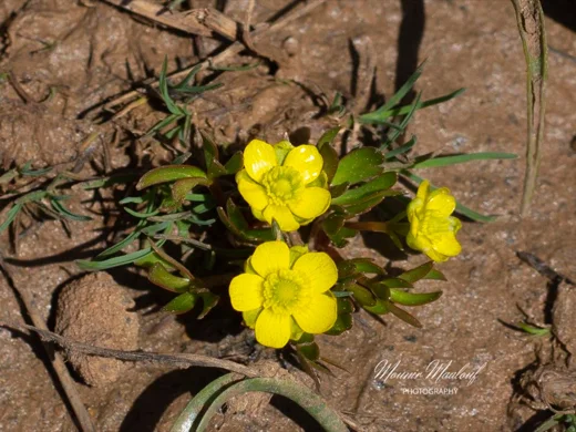 Ranunculus myosuroides