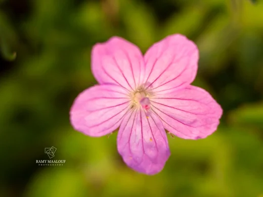 Geranium crenophilum
