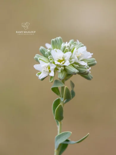 Telephium imperati subsp. orientale