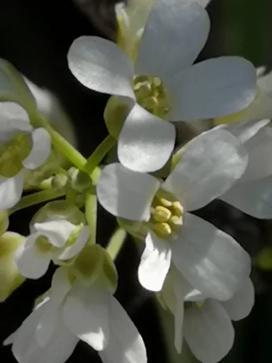 Noccaea microstyla