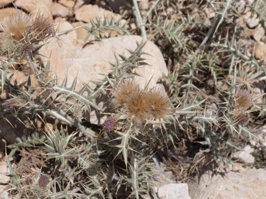 Cirsium leucocephalum subsp. hermonis