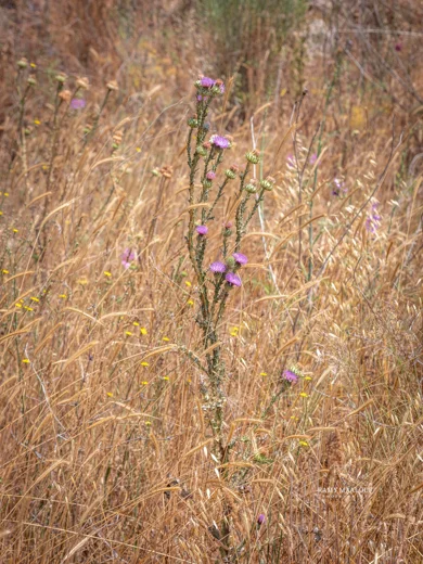 Onopordum cynarocephalum