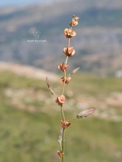 Rumex angustifolius subsp. libanoticus