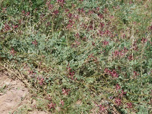 Astragalus angulosus
