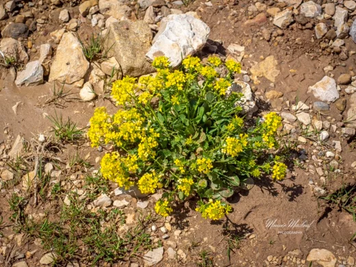 Barbarea brachycarpa subsp. minor