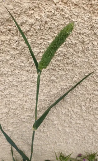 نسب المصنف - غير تجاري 4.0 دولي (CC BY-NC 4.0)- i naturalist.