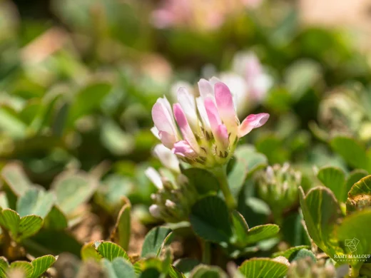 Trifolium modestum