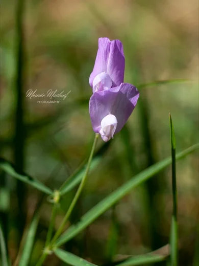 Lathyrus spathulatus