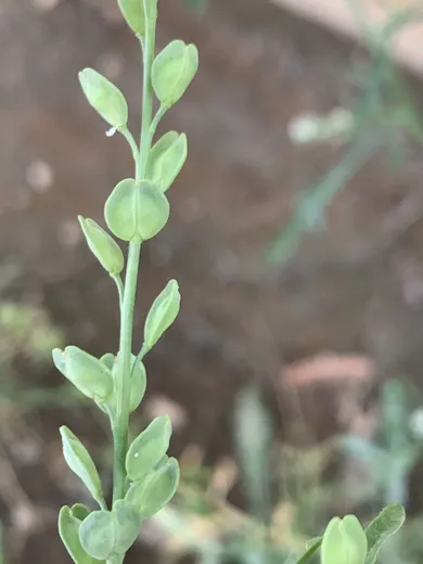 نسب المصنف - غير تجاري 4.0 دولي (CC BY-NC 4.0)- i naturalist.