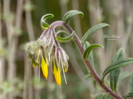 Onosma frutescens