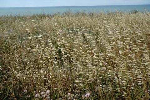 نسب المصنف - غير تجاري 4.0 دولي (CC BY-NC 4.0)- i naturalist.