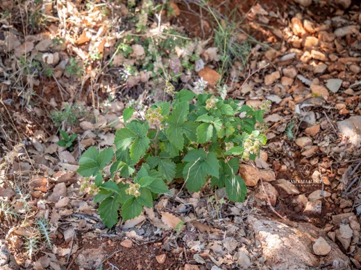 Rubus canescens