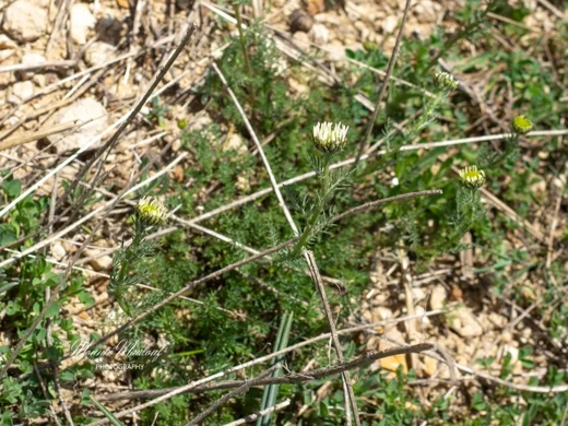 Tripleurospermum oreades