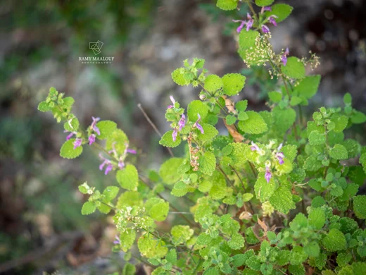 Ballota saxatilis subsp. saxatilis