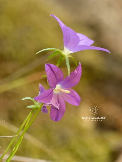 Campanula retrorsa
