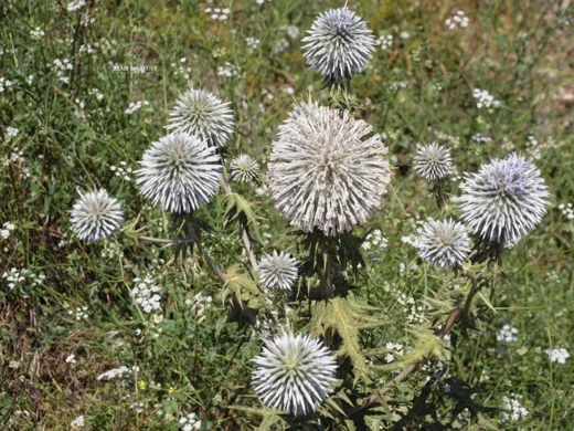 Echinops spinosissimus subsp. bithynicus