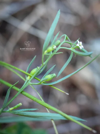 Thesium bergeri