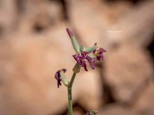 Matthiola fruticulosa