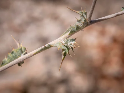 Cousinia libanotica
