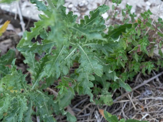 Cirsium creticum subsp. gaillardotii