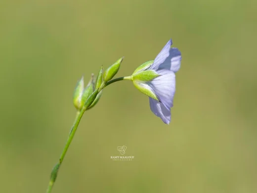 Linum bienne