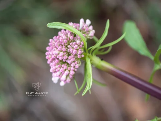 Valeriana italica