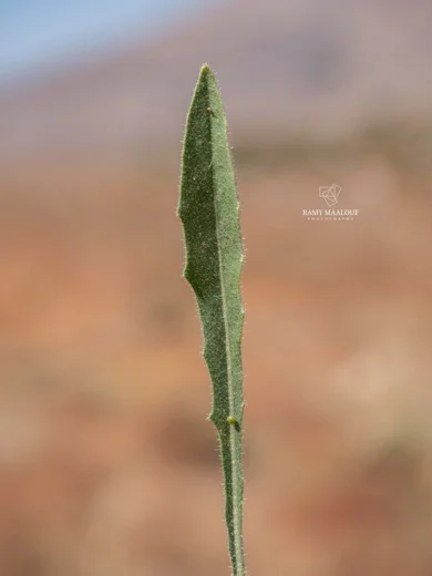 مرير شائك الزغب