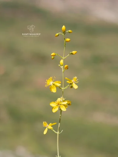 عرن لبناني