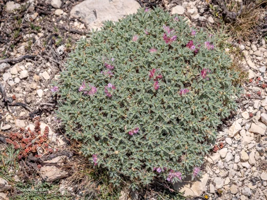 Astragalus cruentiflorus